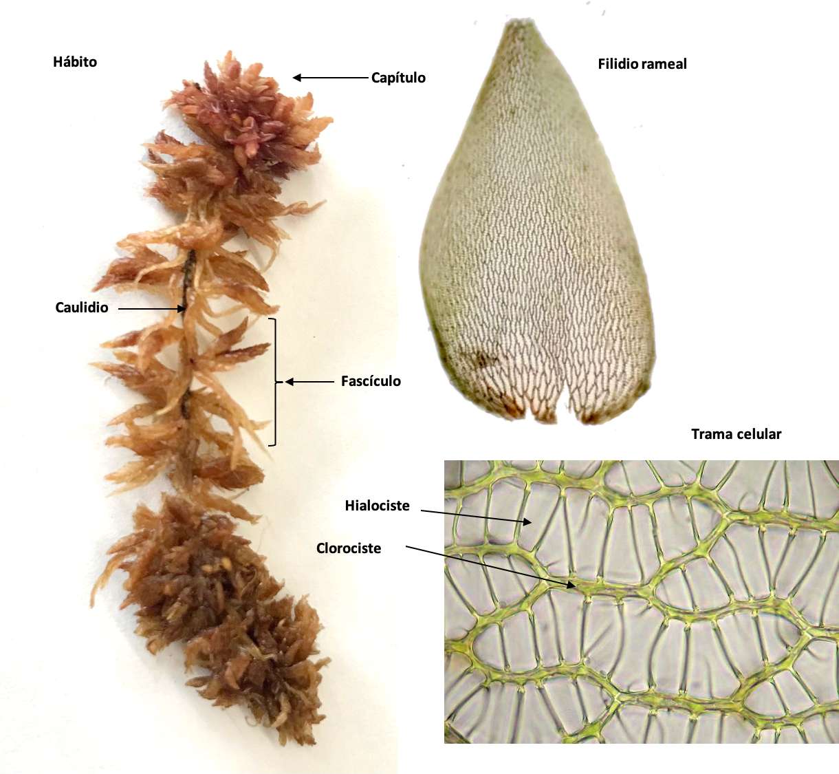 hábito, filidio y trama celular de un esfagno
