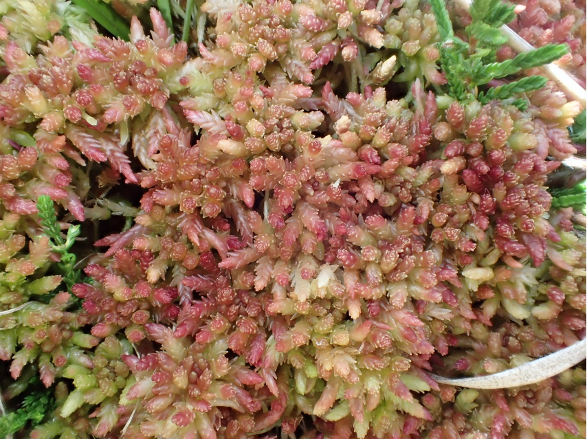 Sphagnum divinum P.Heras